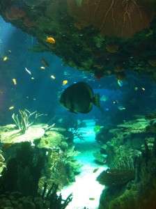 stunning aquarium